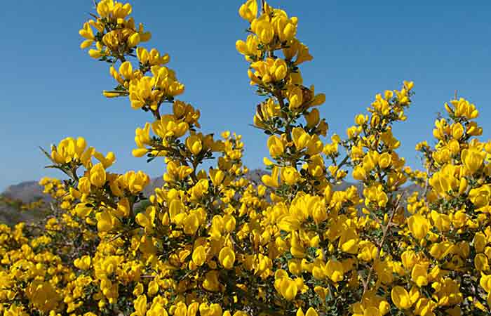 Spiny Broom - Wild Poisonous Plants For Dogs