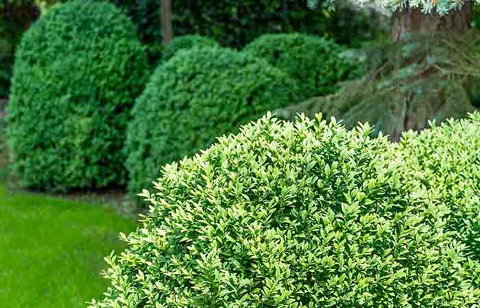 Boxwood - Poisonous Plants In The Garden For Dogs 
