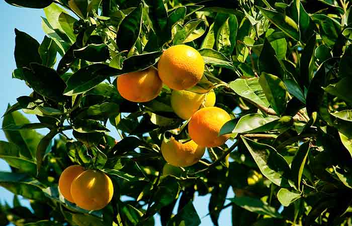 Citrus - Indoor Poisonous Plants For Dogs