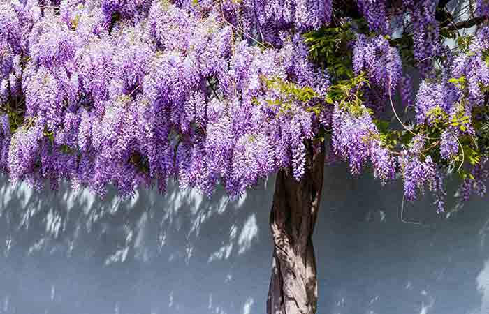 Wisteria - Wild Poisonous Plants For Dogs