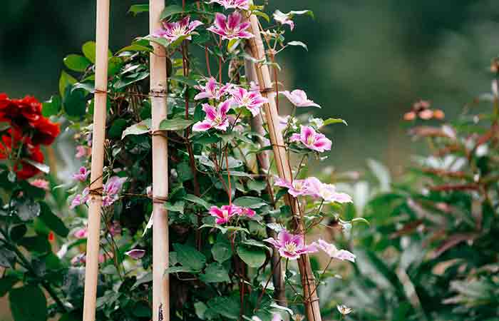 Clematis - Poisonous Plants In The Garden For Dogs 