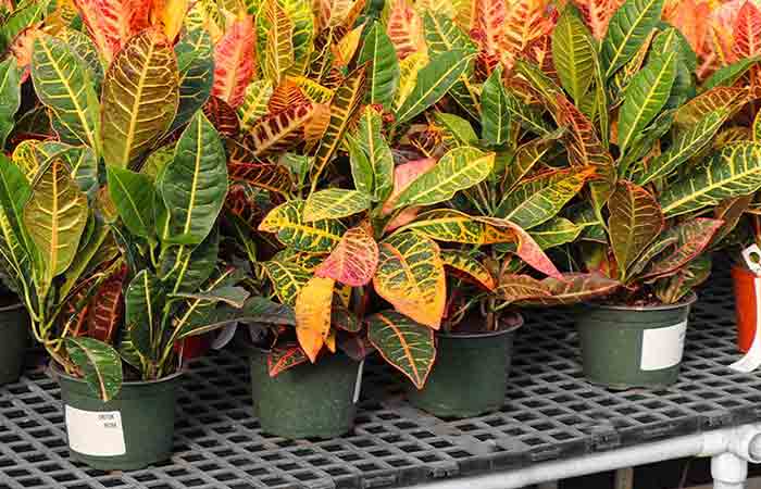 Croton - Indoor Poisonous Plants For Dogs