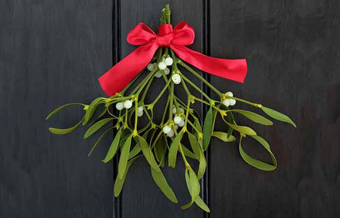 Mistletoe - Wild Poisonous Plants For Dogs