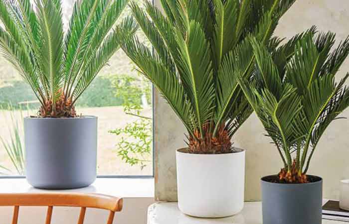 Cycas - Indoor Poisonous Plants For Dogs