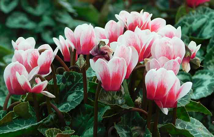 Cyclamen - Poisonous Plants In The Garden For Dogs 
