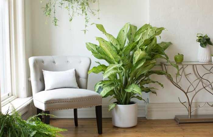 Dieffenbachia - Indoor Poisonous Plants For Dogs