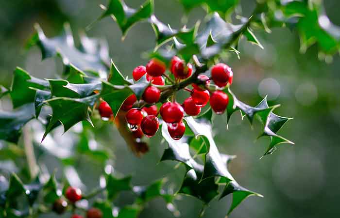 Holly - Wild Poisonous Plants For Dogs