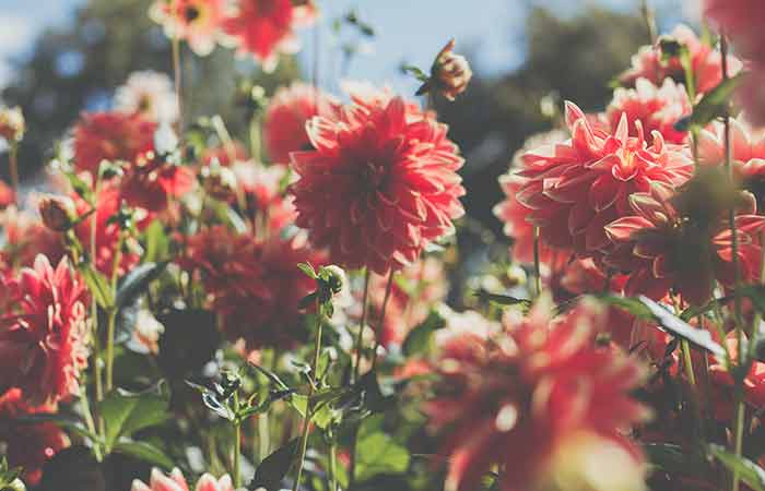 Dahlia - Poisonous Plants In The Garden For Dogs 