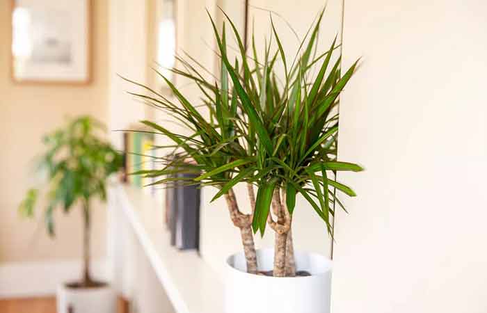 Dracaena - Indoor Poisonous Plants For Dogs