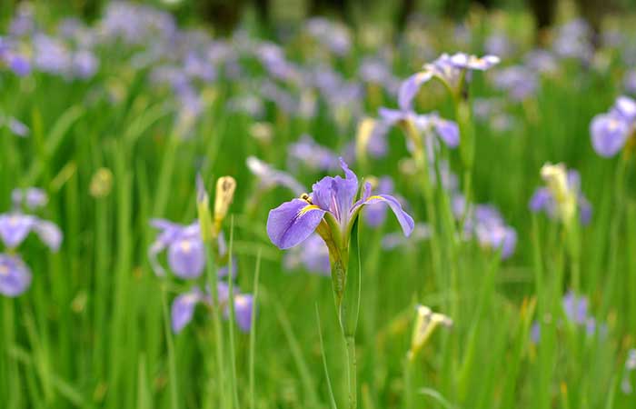 Iris - Wild Poisonous Plants For Dogs