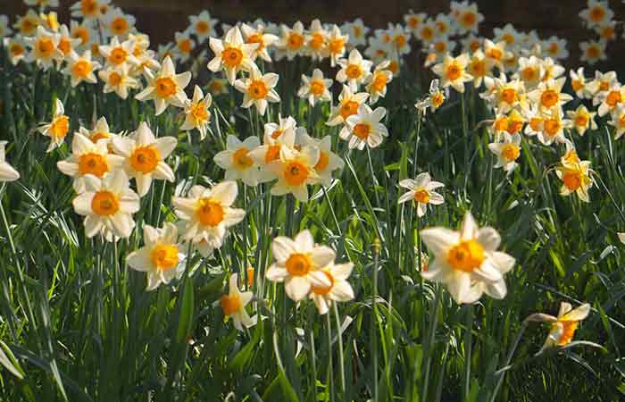 Daffodils - Wild Poisonous Plants For Dogs