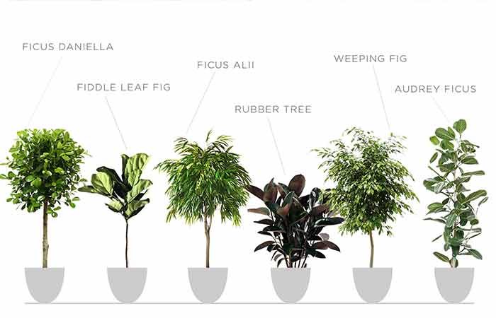 Ficus - Indoor Poisonous Plants For Dogs