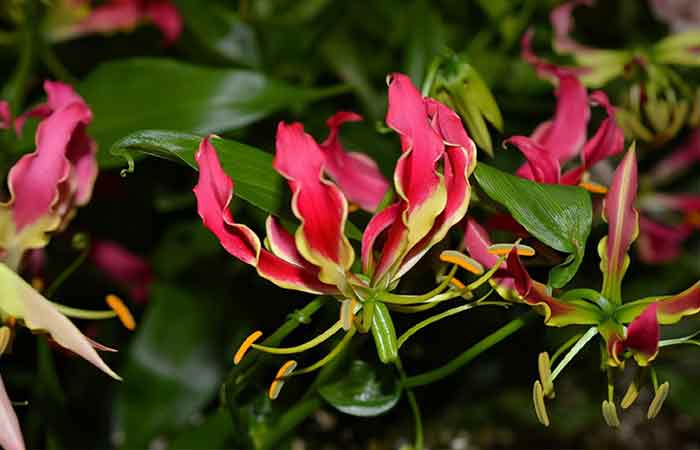 Gloriosa - Poisonous Plants In The Garden For Dogs 
