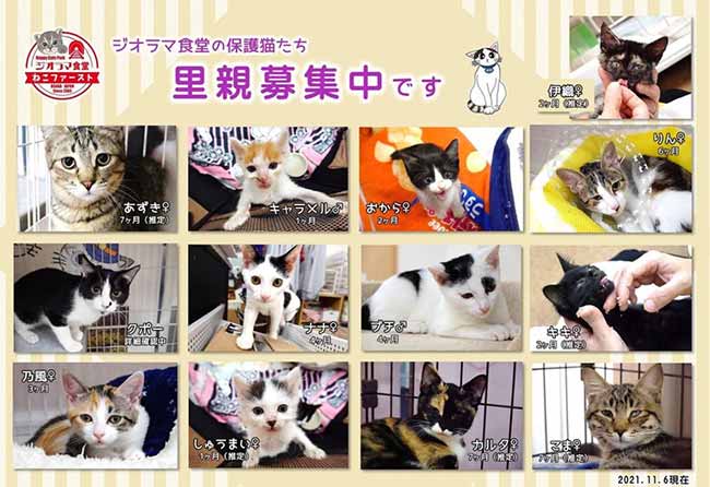 100 stray cats found new homes