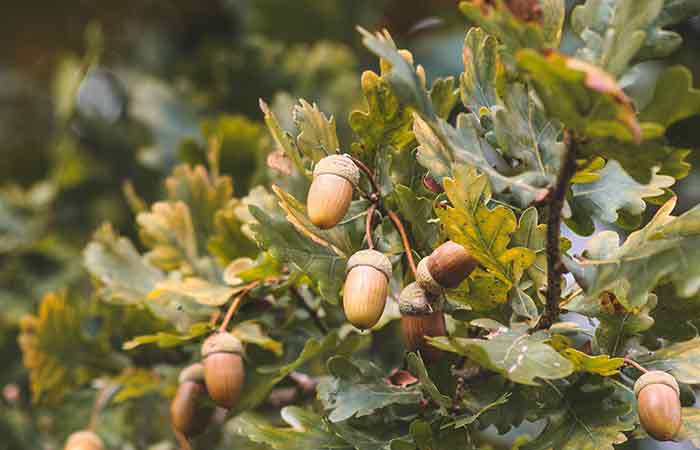 Acorns of the Oak - Wild Poisonous Plants For Dogs