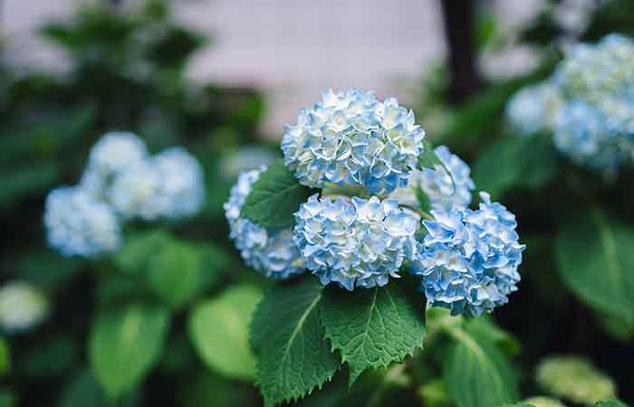 Hydrangea - Poisonous Plants In The Garden For Dogs 