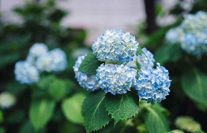 Hydrangea - Poisonous Plants In The Garden For Dogs