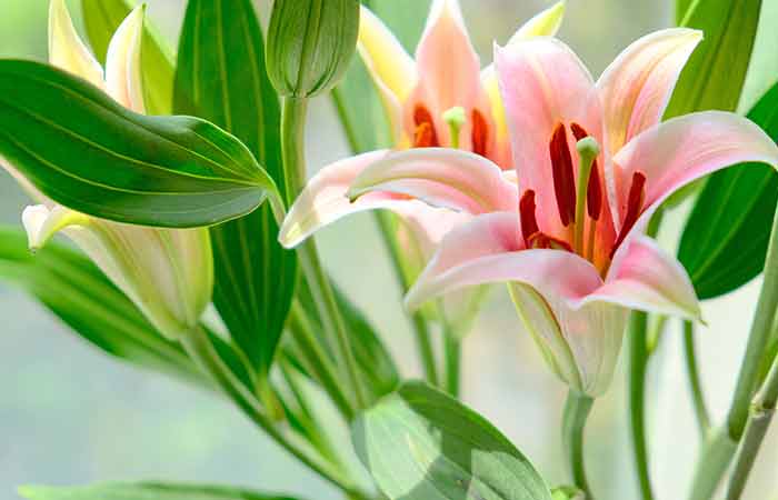 Lily - Indoor Poisonous Plants For Dogs