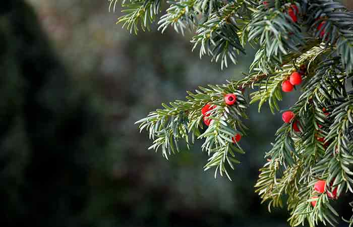 Yew - Poisonous Plants In The Garden For Dogs 