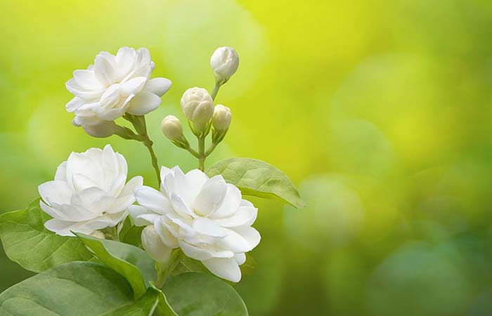 Jasmine - Poisonous plants in the garden for dogs