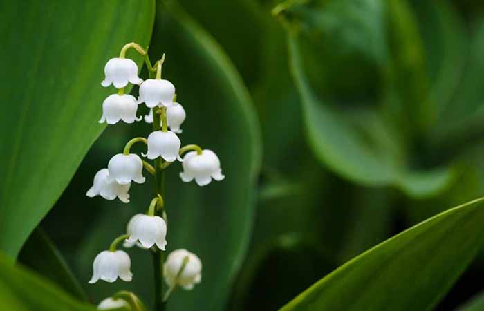 Lily of the valley - Wild Poisonous Plants For Dogs