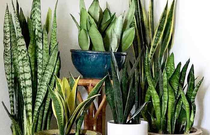 Sansevieria - Indoor Poisonous Plants For Dogs