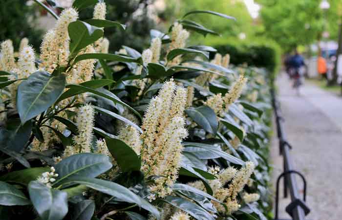 Cherry Laurel - Poisonous plants in the garden for dogs