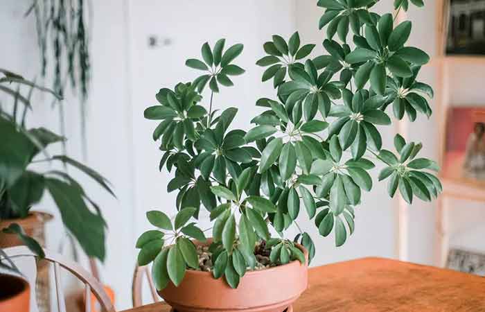 Schefflera - Indoor Poisonous Plants For Dogs