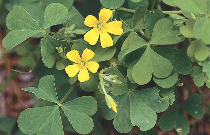 Wood Sorrel - Wild Poisonous Plants For Dogs