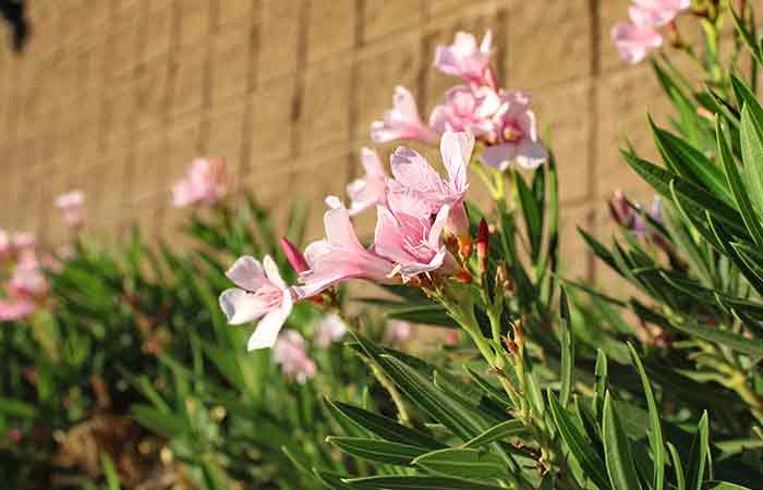 Oleander - Poisonous Plants In The Garden For Dogs 
