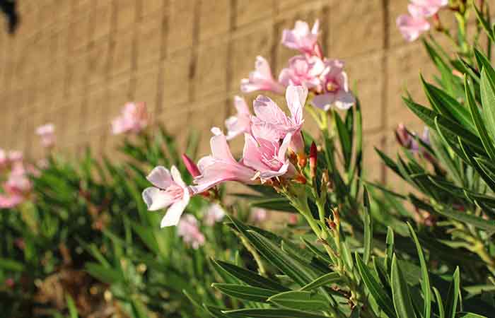 Oleander - Poisonous Plants In The Garden For Dogs