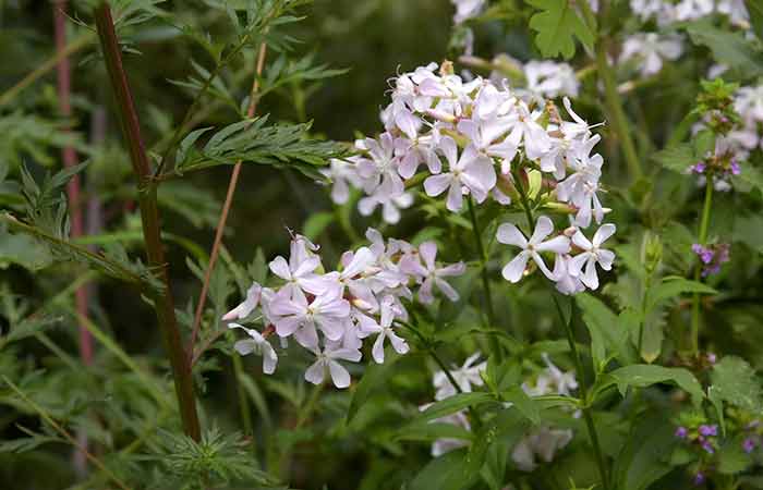 Soapwort - Wild Poisonous Plants For Dogs