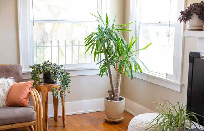 Yucca - Indoor Poisonous Plants For Dogs