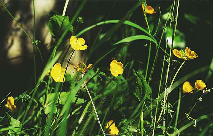 Buttercup - Poisonous Plants In The Garden For Dogs 