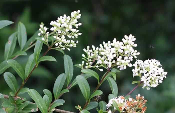 Privet - Wild Poisonous Plants For Dogs