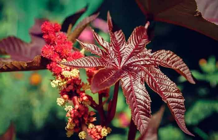 Castor - Poisonous Plants In The Garden For Dogs