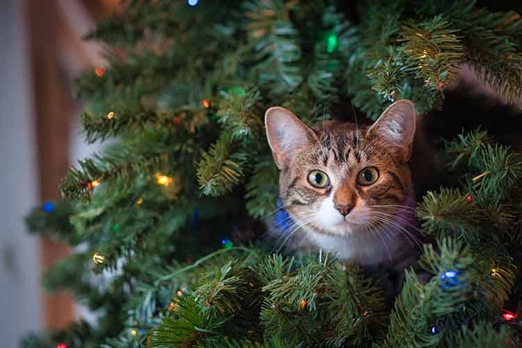 a cat on a Christmas tree