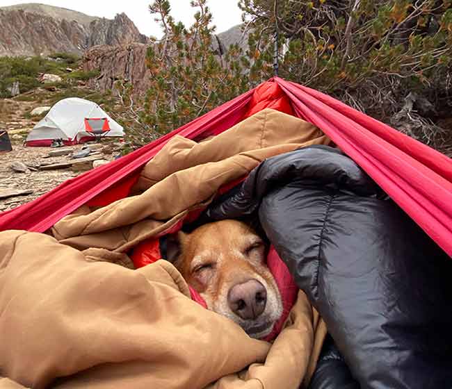 a dog sleeps in the sleeping bag