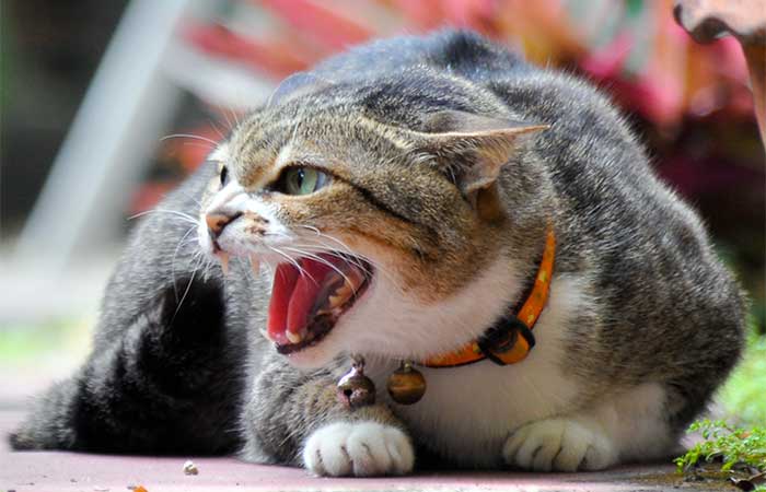 angry cat