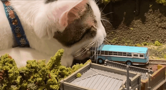 cat biting micro model train