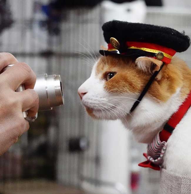 cat crew wearing a hat