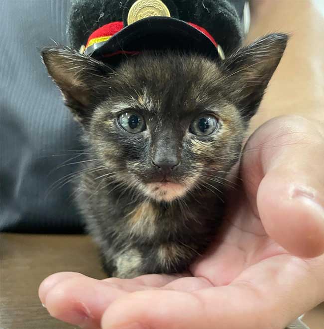 cat crew with hat