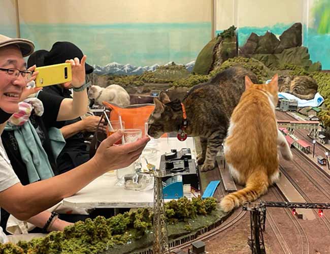 cat lovers taking photo of cat in railroad themed restaurant