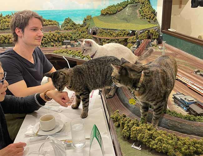 cat lovers play with cats in railroad themed restaurant