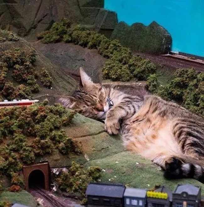cat sleeping on micro modelrailway