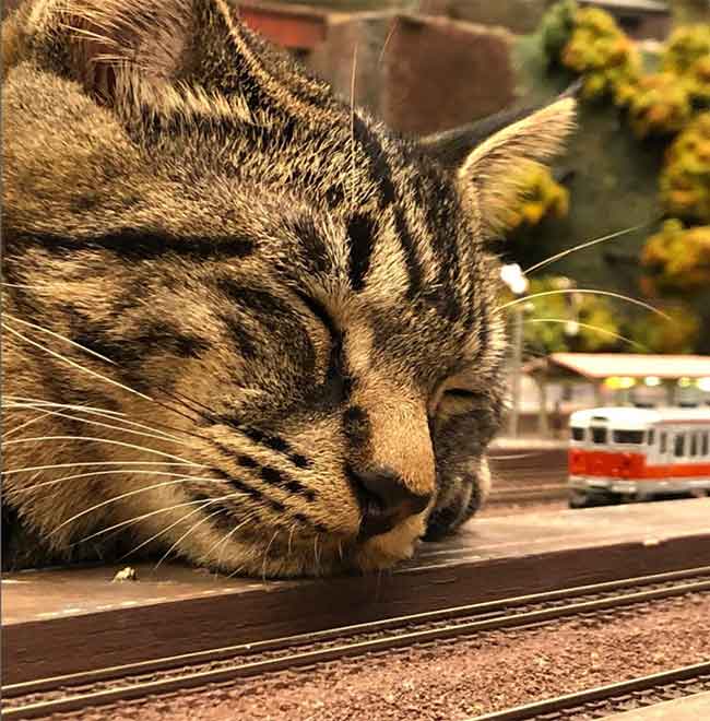 cat sleeping on micro model railway