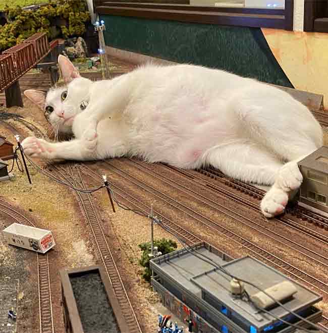 cat sleeping on micro model railway