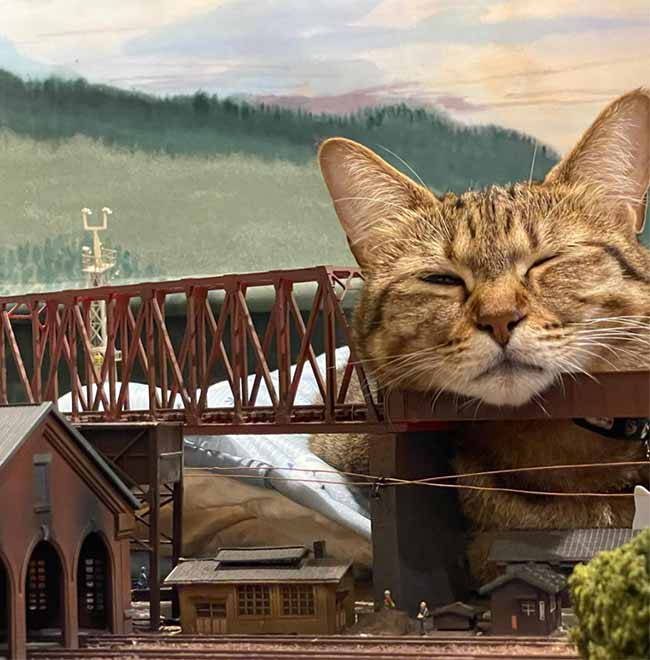 cat sleeping on micro model railway