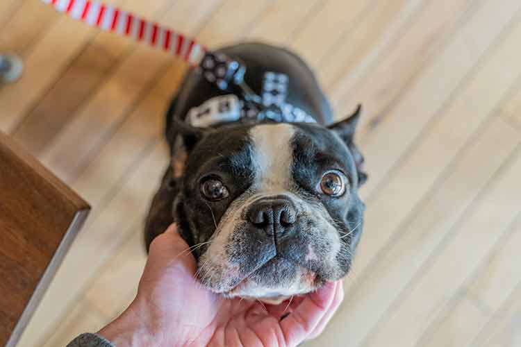 a dog looks at you to wait for your instruction