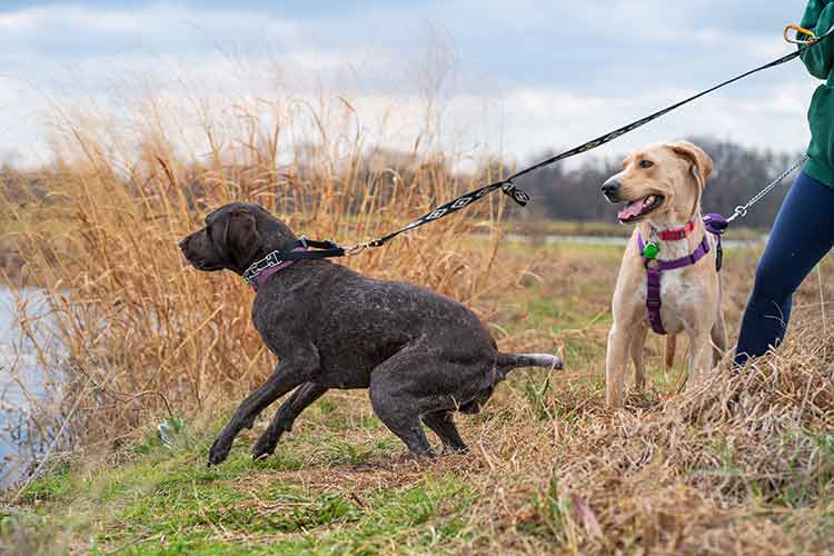 dog pulls on the leash